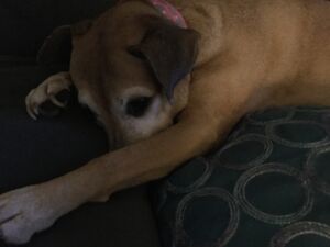 My Dog.jpg